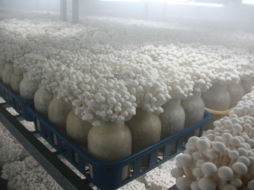 菌菇房加濕機(jī)