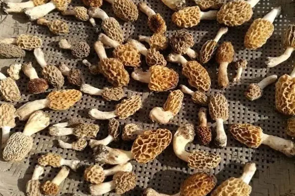 菌菇如何快速烘干? 菌菇如何快速烘干?